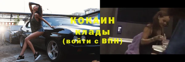 шишки Верея