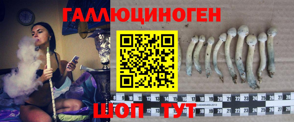 Псилоцибиновые грибы Psilocybe Обнинск